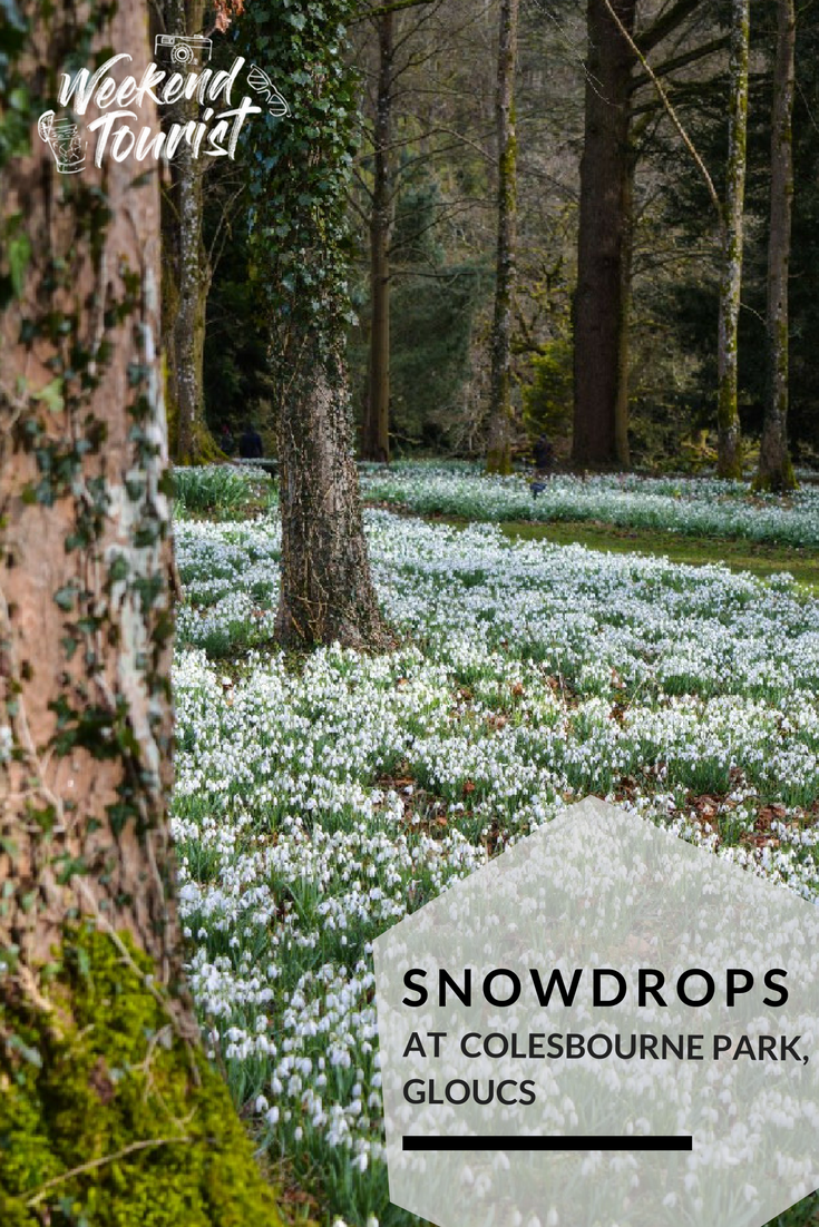 Snowdrops at Colesbourne Park